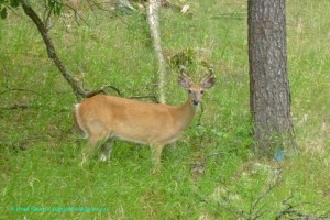 South Dakota deer