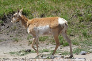 South Dakota antelope