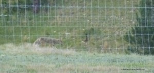 South Dakota coyote