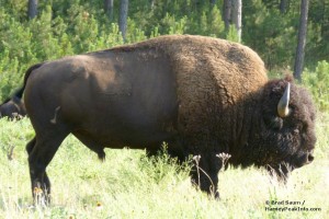 Custer State Park Wildlife