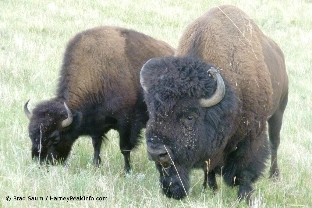 Custer State Park Buffalo